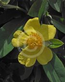 Hibbertia scandens