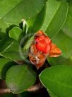 Hibbertia scandens