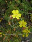 Hibbertia serpyllifolia