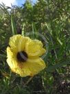 Hibiscus heterophyllus