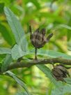 Hibiscus heterophyllus