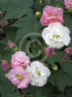 Hibiscus mutabilis Plena