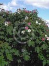 Hibiscus mutabilis