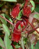 Hibiscus sabdariffa