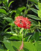 Hibiscus schizopetalus