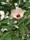 Hibiscus splendens