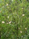 Hibiscus splendens