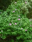 Hibiscus syriacus