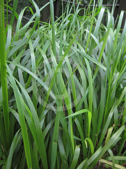 Hierochloe odorata Sweet Grass