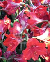 Hippeastrum