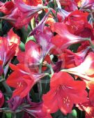 Hippeastrum