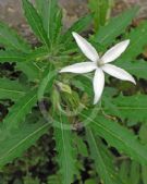 Hippobroma longiflora