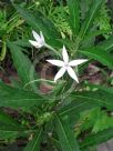 Hippobroma longiflora