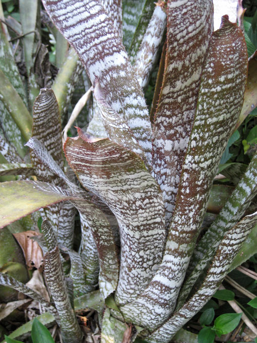 Hohenbergia correia-araujoi | Bromeliad information & photos