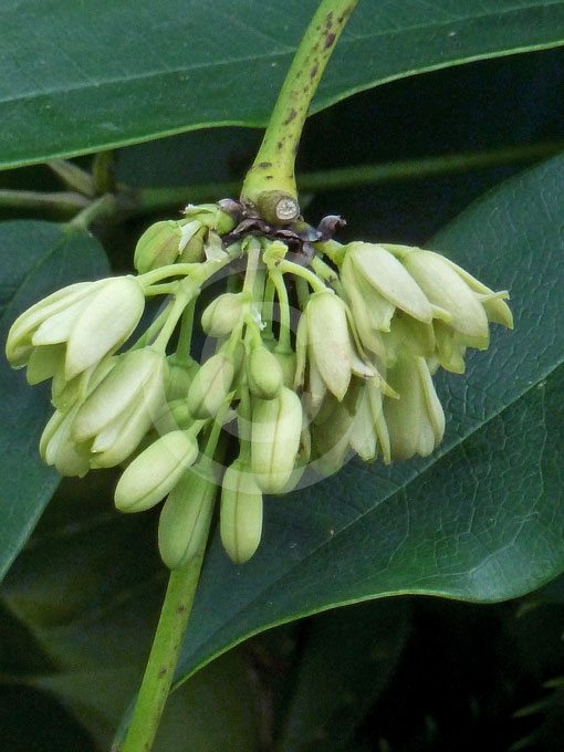 Holboellia latifolia Sausage Vine information & photos