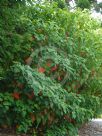 Homalanthus populifolius