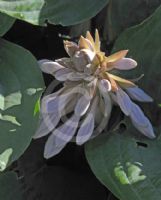 Hosta sieboldiana elegans Elegans