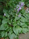 Hosta ventricosa