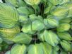 Hosta Gold Standard