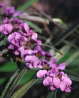 Hovea acutifolia