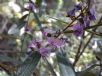 Hovea acutifolia