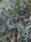 Hovea acutifolia