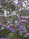 Hovea acutifolia