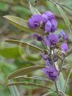 Hovea lanceolata