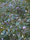 Hovea lanceolata