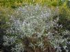 Hovea lanceolata