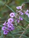 Hovea rosmarinifolia