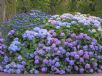 Hydrangea macrophylla