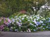 Hydrangea macrophylla