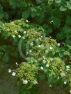 Hydrangea petiolaris