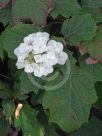 Hydrangea quercifolia