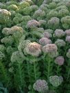 Sedum Autumn Joy