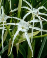 Hymenocallis caribaea