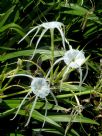 Hymenocallis caribaea