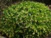 Hymenosporum flavum Gold Nugget