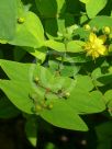 Hypericum androsaemum