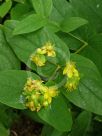 Hypericum androsaemum