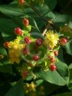 Hypericum androsaemum