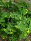 Hypericum androsaemum