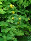 Hypericum androsaemum