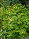 Hypericum androsaemum