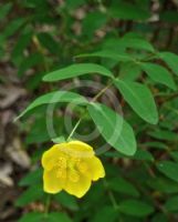 Hypericum bellum