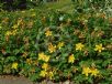Hypericum calycinum