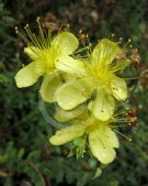 Hypericum olympicum