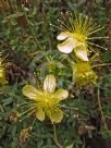 Hypericum olympicum