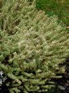 Hypocalymma cordifolium Golden Veil